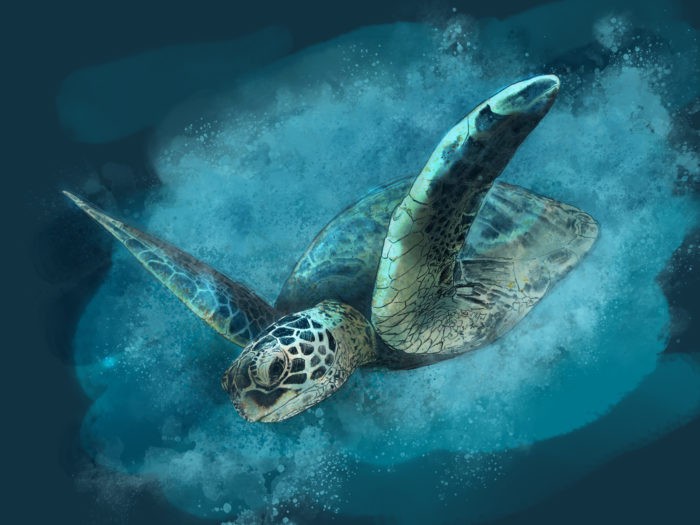 turtle by paul trani adobe fresco turtle by paul trani adobe fresco