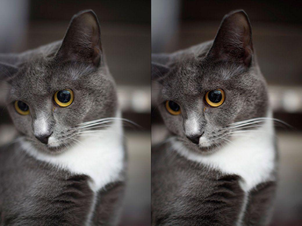 chat jpg droite raw gauche chat jpg droite raw gauche