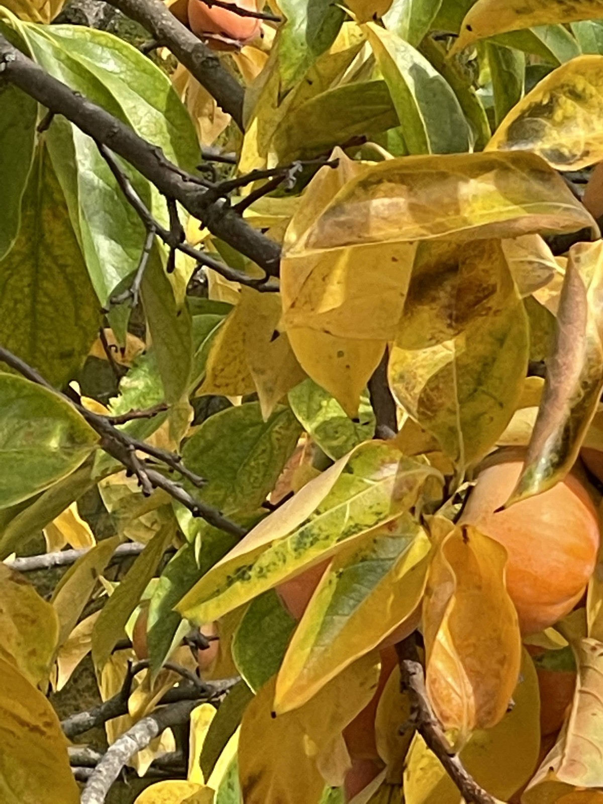 photo zoom x10 iphone 12 pro photo zoom x10 iphone 12 pro